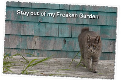 Cat Repellent Recipes Home Made Using Natural Ingredients