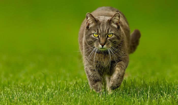 keep cats off your lawn