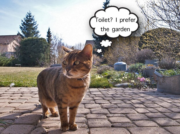 How To Stop Cats Pooping In Your Garden Cats Away