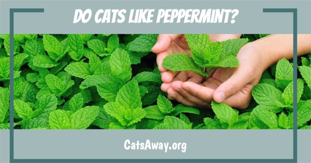 do cats like peppermint