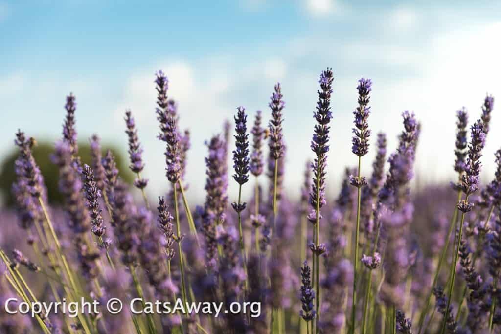do cats like lavender