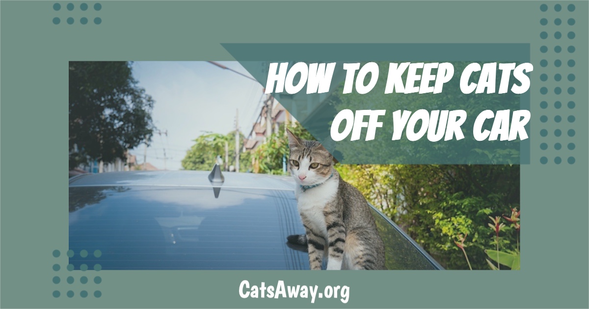 How to Keep a Cat Safe in the Car: 12 Steps (with Pictures)