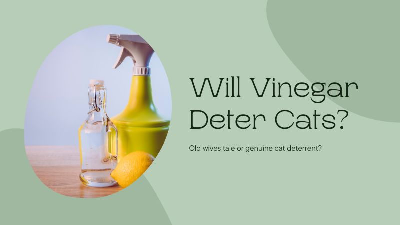 Will Vinegar Deter Cats