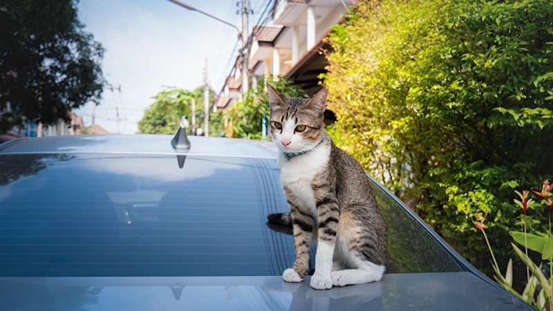 How To Keep Cats Off Your Car Follow These 12 Proven Tips 