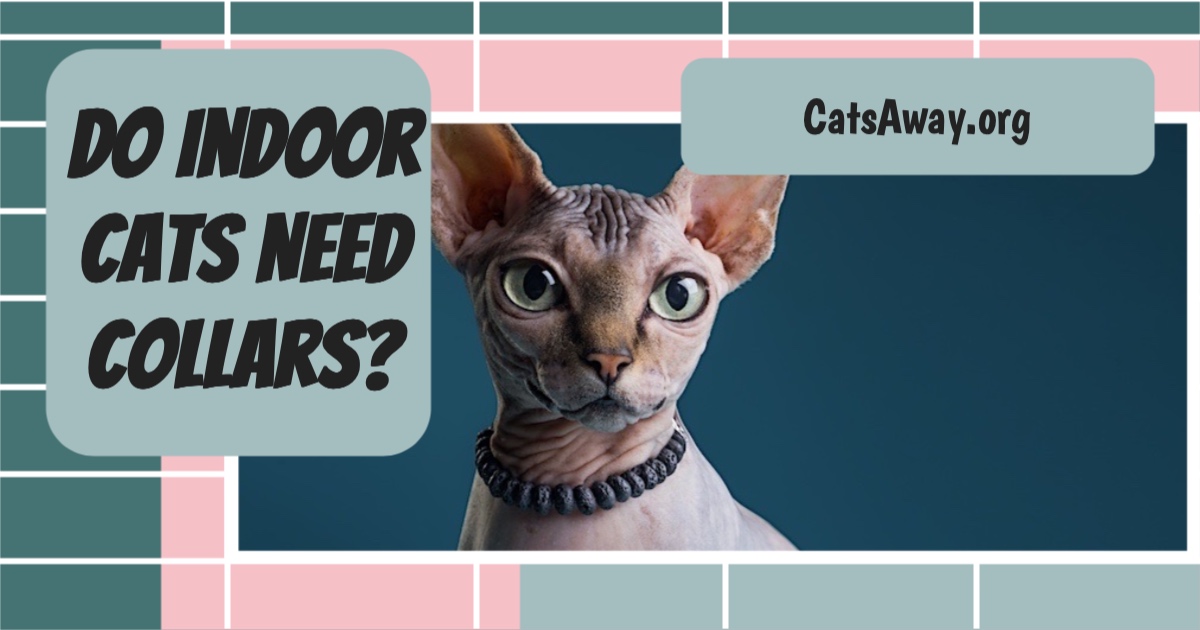 Do Indoor Cats Need Collars For Protection? Cats Away