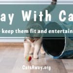 Play with cat