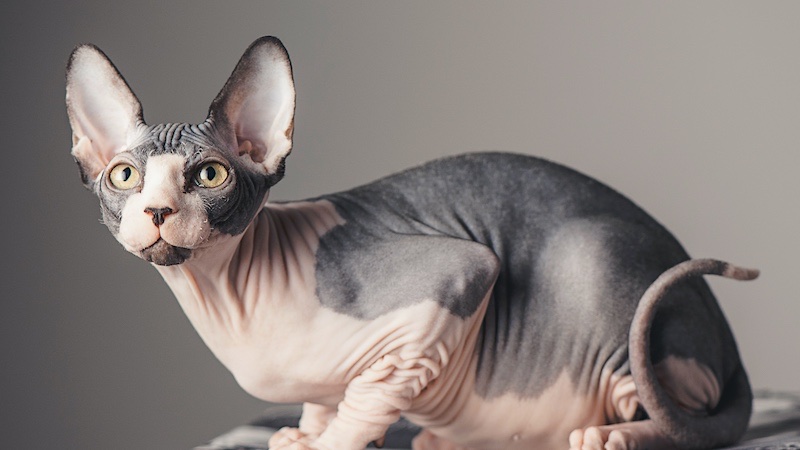 The Sphinx cat is intelligent and will form a strong bond with its owner