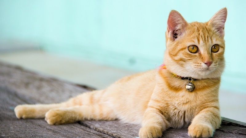indoor cat with bell collar