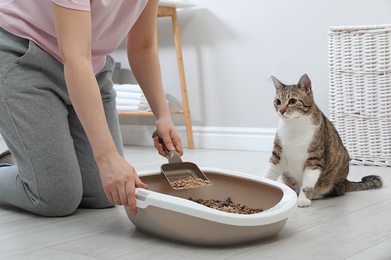 indoor cats need their litter box cleaning at least once per day