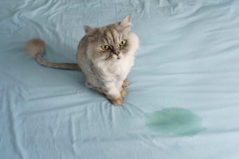 cat urinating on bed