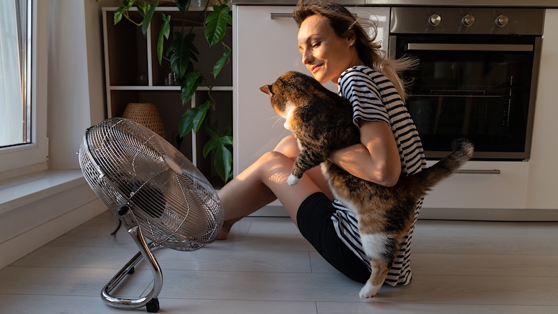 Don't directly point a fan at your cat to cool him, use it to keep the air flowing around him.