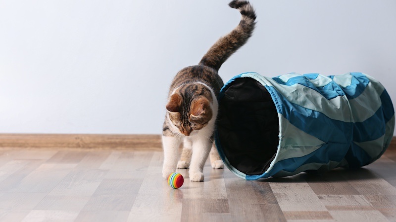 Cats that stay indoors need plenty of toys to keep them active and stimulated