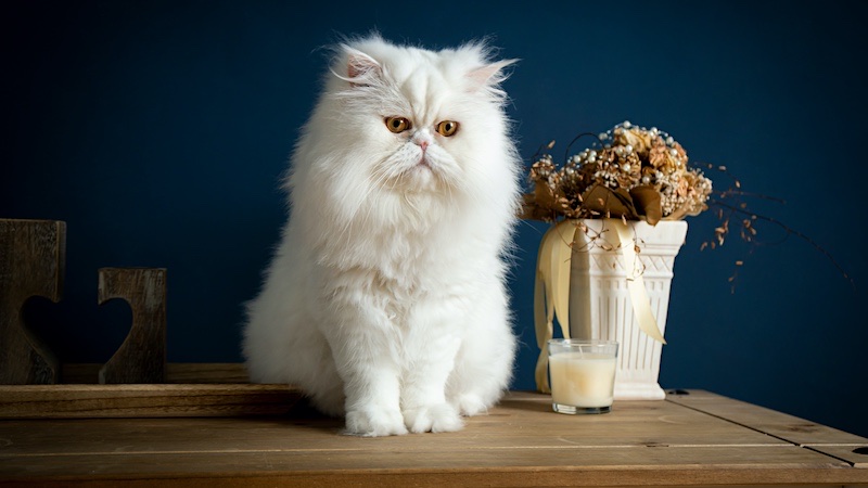 The Persian is one of the most popular indoor cat breeds