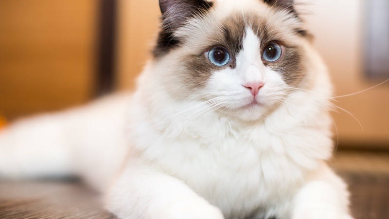 Will a Ragdoll cat set off your allergies?