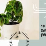 houseplants safe for cats