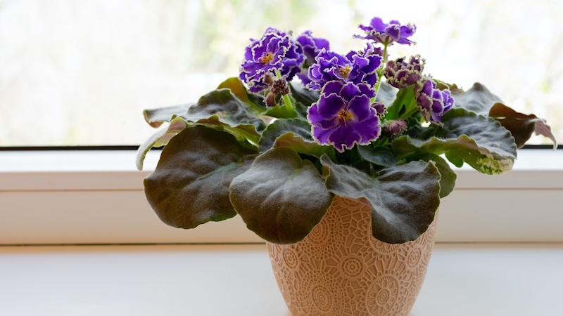 African violet plant is one of the houseplants safe for cats with pictures
