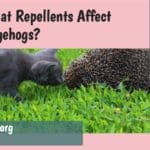 Do cat repellents affect hedgehogs?