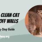 how to clean cat spray off your walls