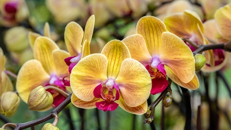 Phalaenopsis orchids are a great indoor plant and perfectly safe for cats