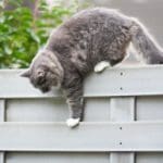 what kind of fence can a cat not climb?