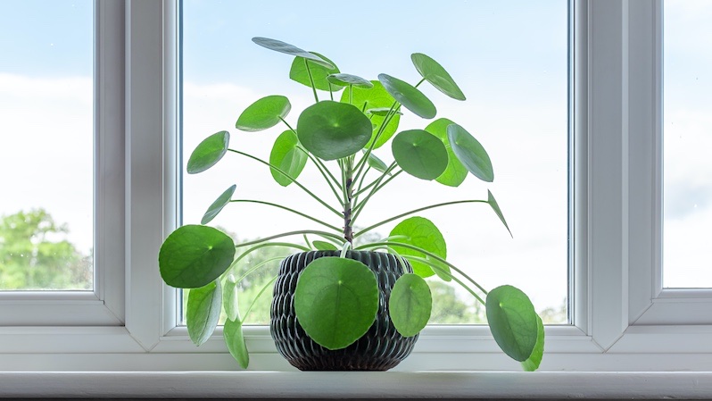 The Chinese Money plant is none toxic and safe for cats