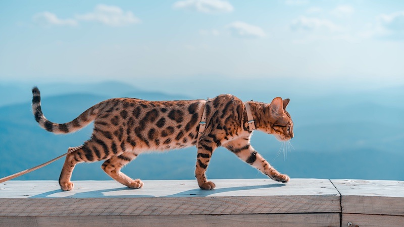Bengal cats are hypoallergenic and make great indoor cats
