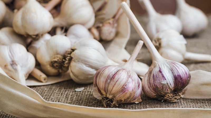 Is garlic a cat repellent?