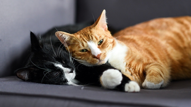 If your indoor cat is left alone during the day introducing a another cat can improve their quality of life