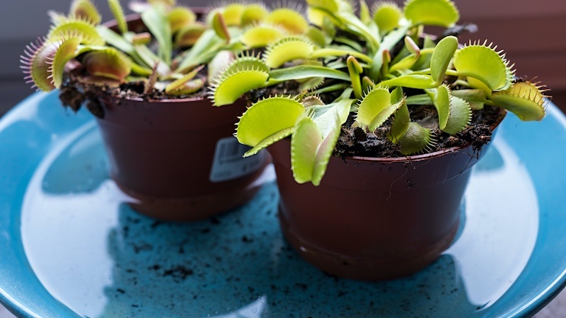 Venus fly traps may be bad for insects but they are none toxic and safe for cats
