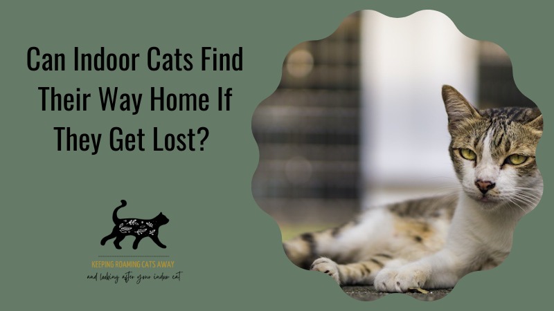 Can Indoor Cats Find Their Way Home If They Get Lost