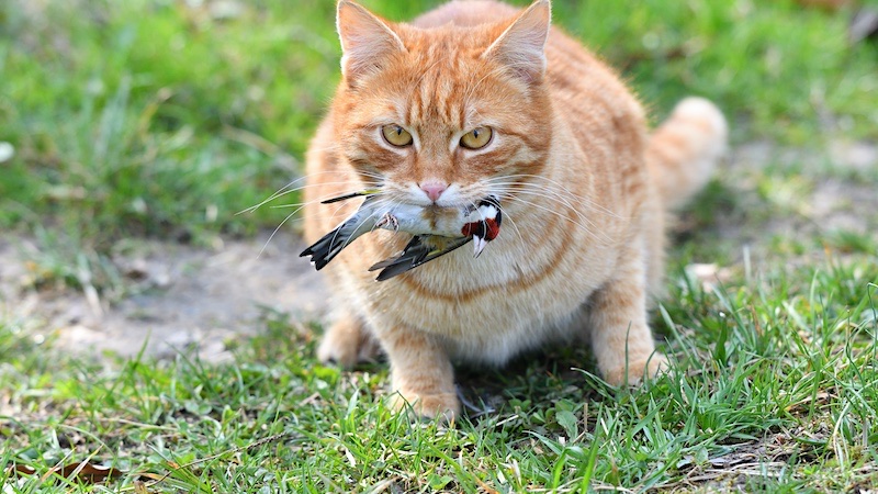 outdoor cats kill 2.4 BILLION birds each year in the United States