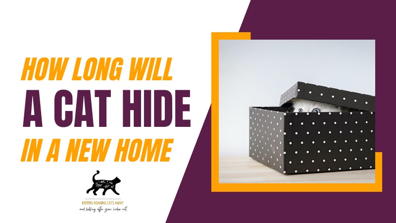 How Long Will A Cat Hide In A New Home