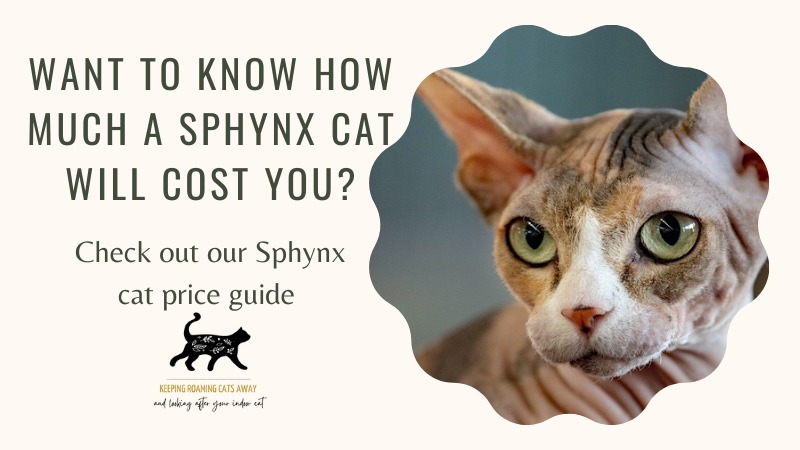 Sphynx cat hot sale price range