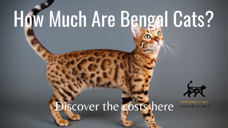 Best treats hotsell for bengal cats