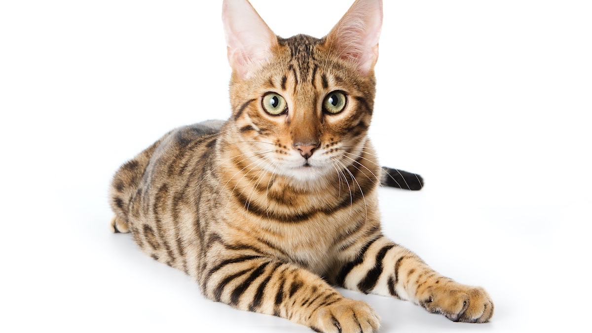 How Big Does a Bengal Cat Get? Surprising Facts Here