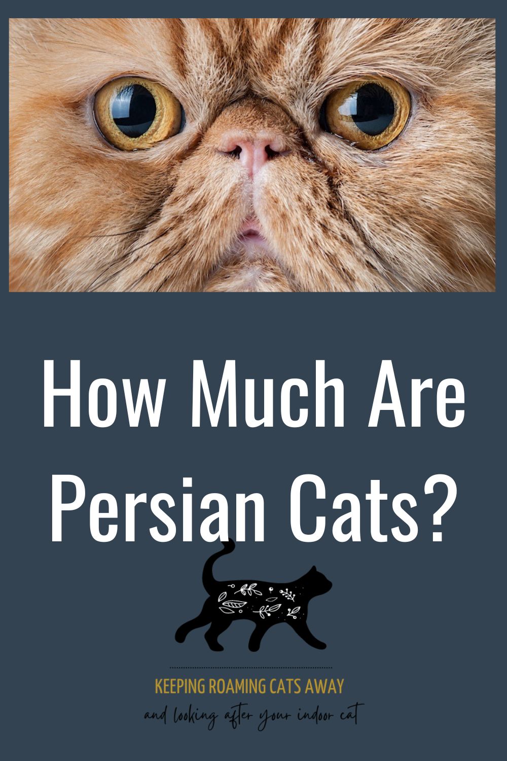 How Much Are Persian Cats? True Cost Of These Adorable Pets