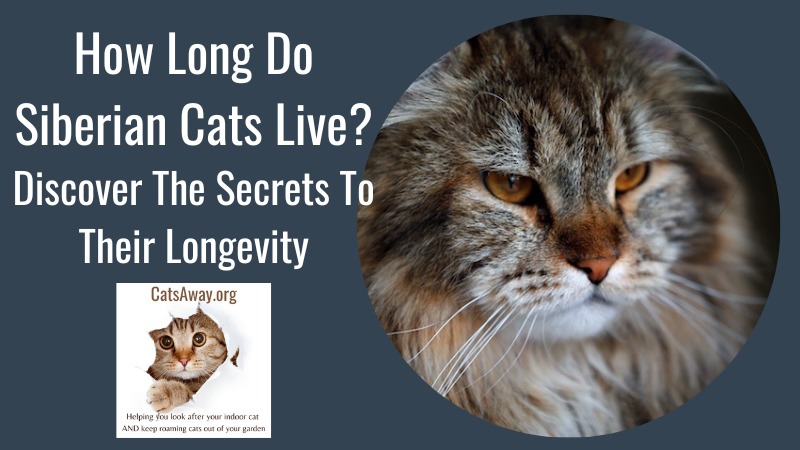 Maine Coon Cat Lifespan: Discover the Secrets to their Longevity