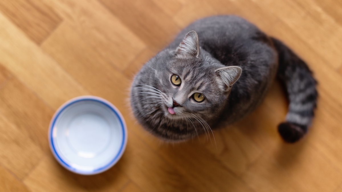 How to transition a shop cat from free feeding