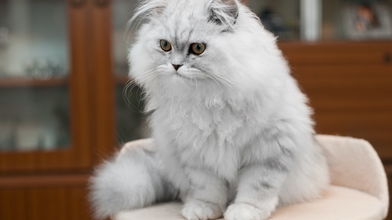 Persian Cat Lifespan: Unraveling the Secrets to a Long Life