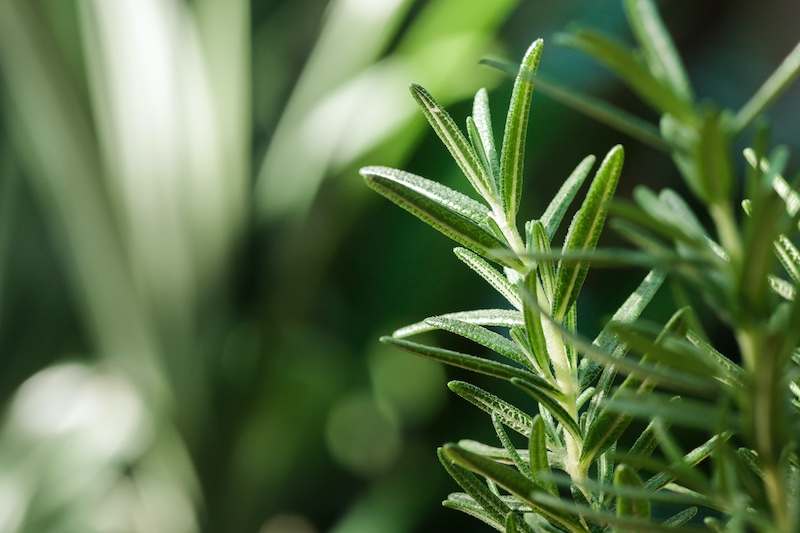 The Health Potential of Rosemary