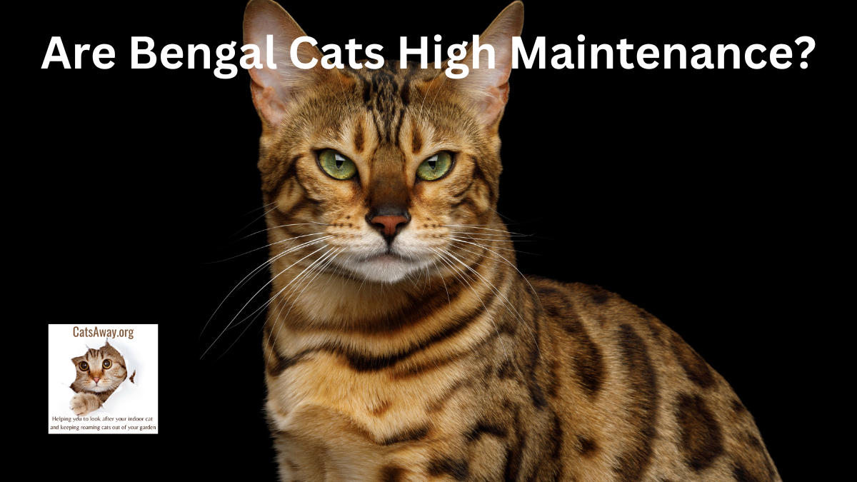 https://catsaway.org/wp-content/uploads/2023/10/Are-Bengal-Cats-High-Maintenance-4.png